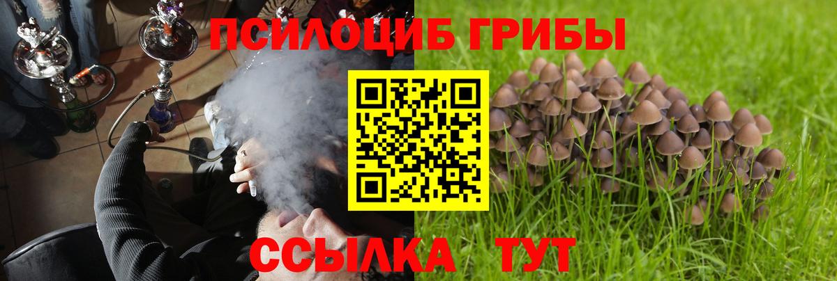 как найти   Вход с VPN  Киреевск  Галлюциногенные грибы Psilocybe 